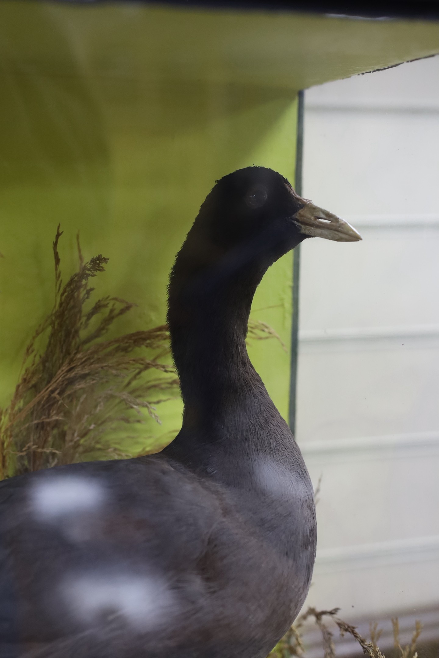 A cased taxidermy Coot, 35cms x 40cms